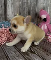 Max, a male French Bulldog and Pomsky for sale in Kokomo, IN – 8 of 10
