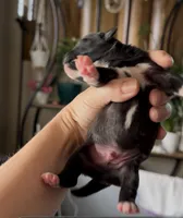 Luxe, a male French Bulldog and Pomsky for sale in Kokomo, IN – 1 of 1