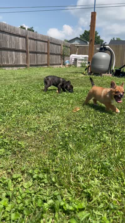 Ali -New Video 8/8, a male French Bulldog and Pomsky for sale in Kokomo, IN – 7 of 9