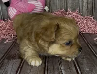 Gin /Golden Merle , a male French Bulldog and Pomsky for sale in Kokomo, IN – 6 of 10