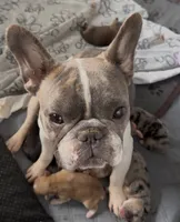 Gin /Golden Merle , a male French Bulldog and Pomsky for sale in Kokomo, IN – 10 of 10