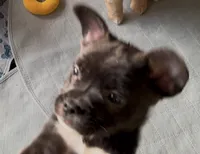 Luxe -Video updates-, a male French Bulldog and Pomsky for sale in Kokomo, IN – 4 of 10