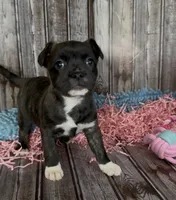 Luxe, a male French Bulldog and Pomsky for sale in Kokomo, IN – 4 of 9