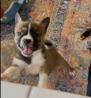 Tan Boy Twin, a male Boston Terrier and Pomsky for sale in Kokomo, IN – Photo 4 of 7