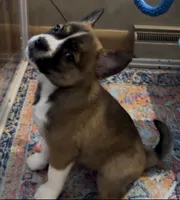 Tan Boy Twin, a male Boston Terrier and Pomsky for sale in Kokomo, IN – Photo 7 of 7