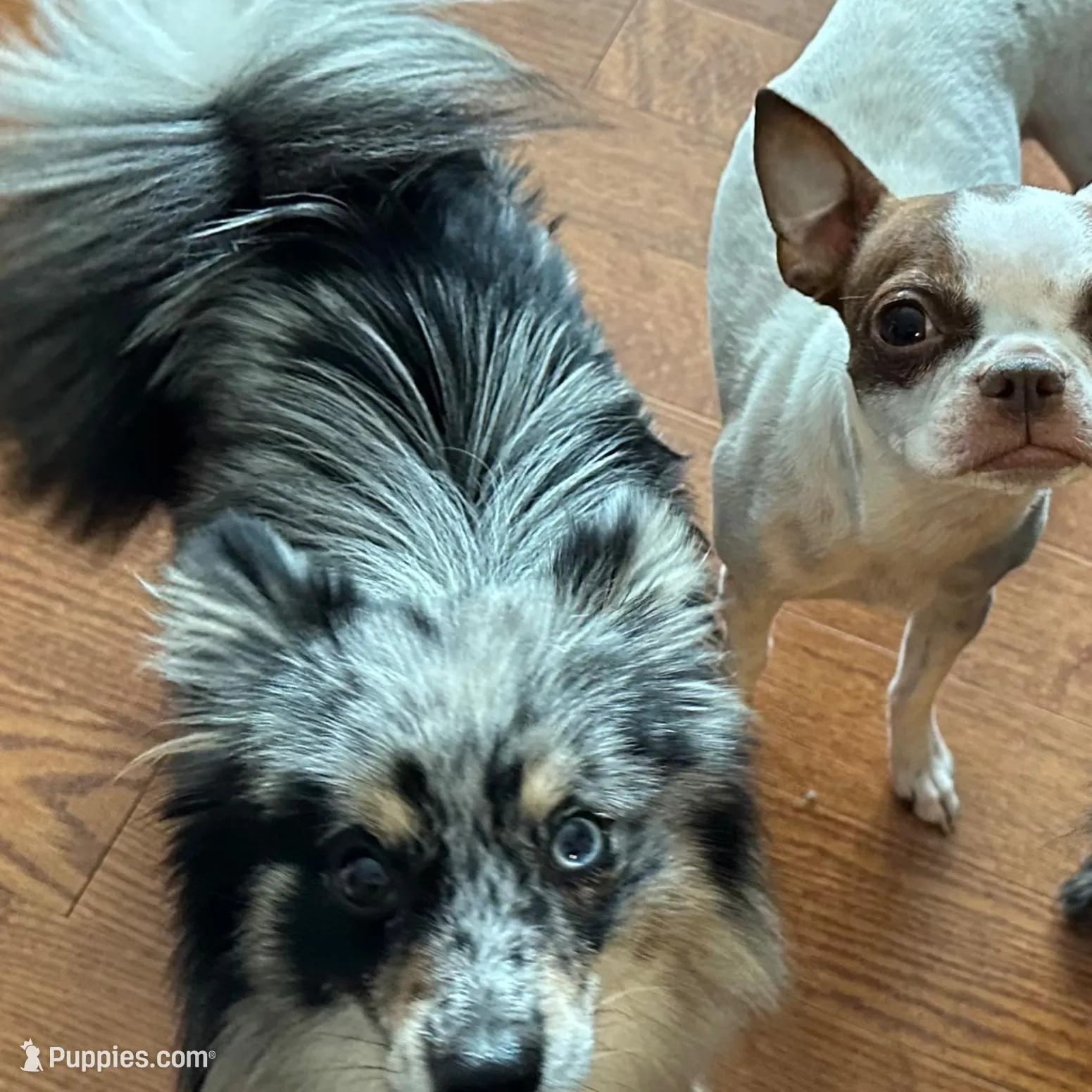 Tan Boy Twin, a male Boston Terrier and Pomsky for sale in Kokomo, IN – Photo 6 of 7