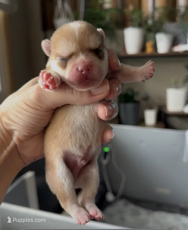Max – French Bulldog, Pomsky puppy for sale in Kokomo, IN