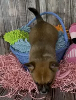 Ali, a male French Bulldog and Pomsky for sale in Kokomo, IN – 5 of 10