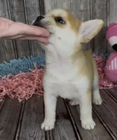 Max, a male French Bulldog and Pomsky for sale in Kokomo, IN – 7 of 10