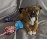 Bagel , a female Boston Terrier and Pomsky for sale in Kokomo, IN – Photo 2 of 6