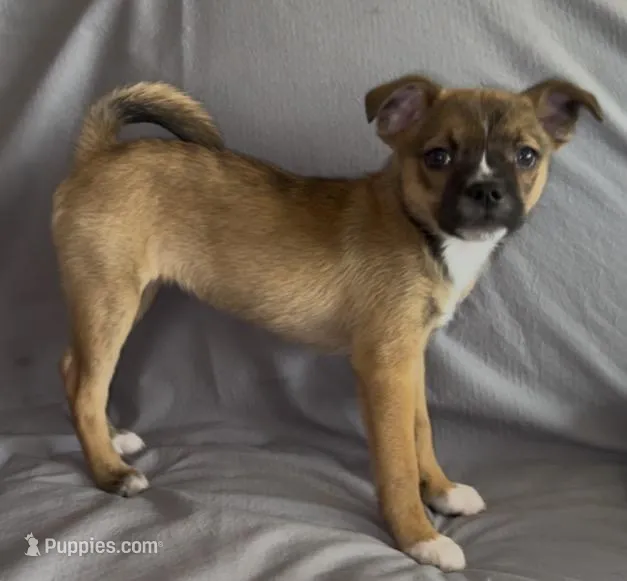 Bagel  – Boston Terrier, Pomsky puppy for sale in Kokomo, IN