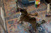 Tan Girl 2, a female Boston Terrier and Pomsky for sale in Kokomo, IN – Photo 9 of 9