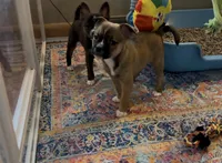 Tan Girl 2, a female Boston Terrier and Pomsky for sale in Kokomo, IN – Photo 6 of 9