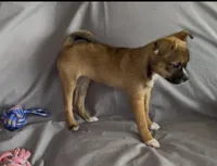 Bagel , a female Boston Terrier and Pomsky for sale in Kokomo, IN – Photo 4 of 6