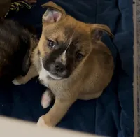 Tan Girl 2, a female Boston Terrier and Pomsky for sale in Kokomo, IN – Photo 1 of 9