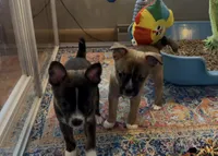 Tan Girl 2, a female Boston Terrier and Pomsky for sale in Kokomo, IN – Photo 7 of 9