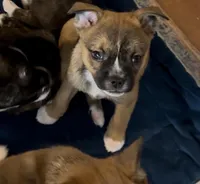 Tan Girl 2, a female Boston Terrier and Pomsky for sale in Kokomo, IN – Photo 2 of 9