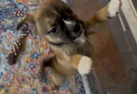 Tan Girl 2, a female Boston Terrier and Pomsky for sale in Kokomo, IN – Photo 4 of 9