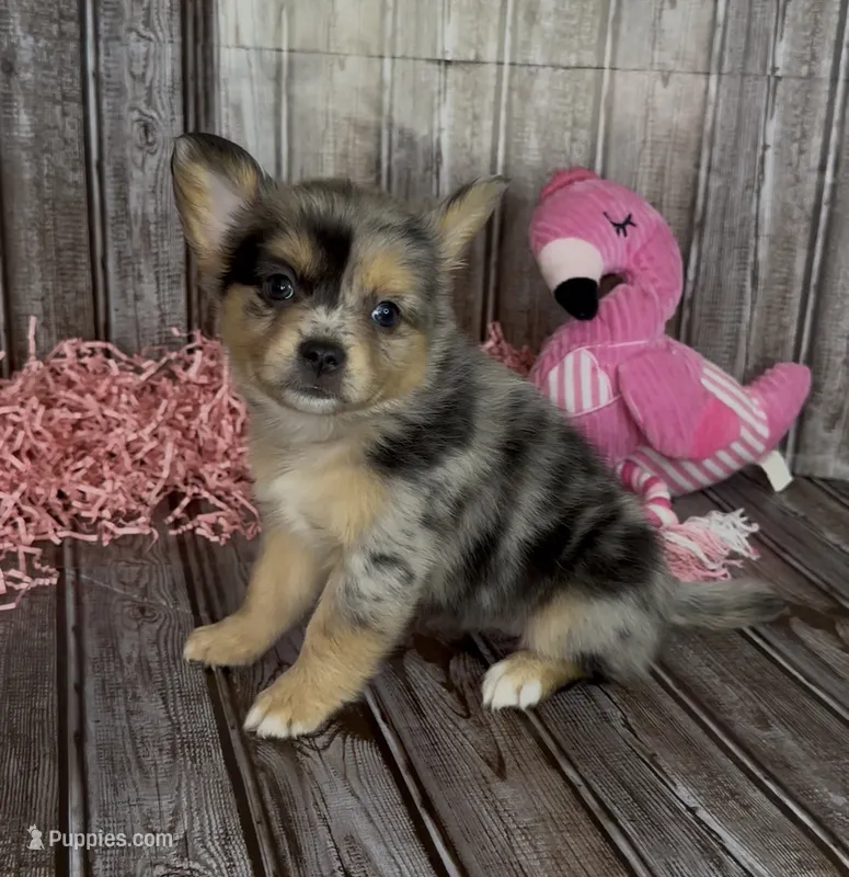 Junie  – French Bulldog, Pomsky puppy for sale in Kokomo, IN