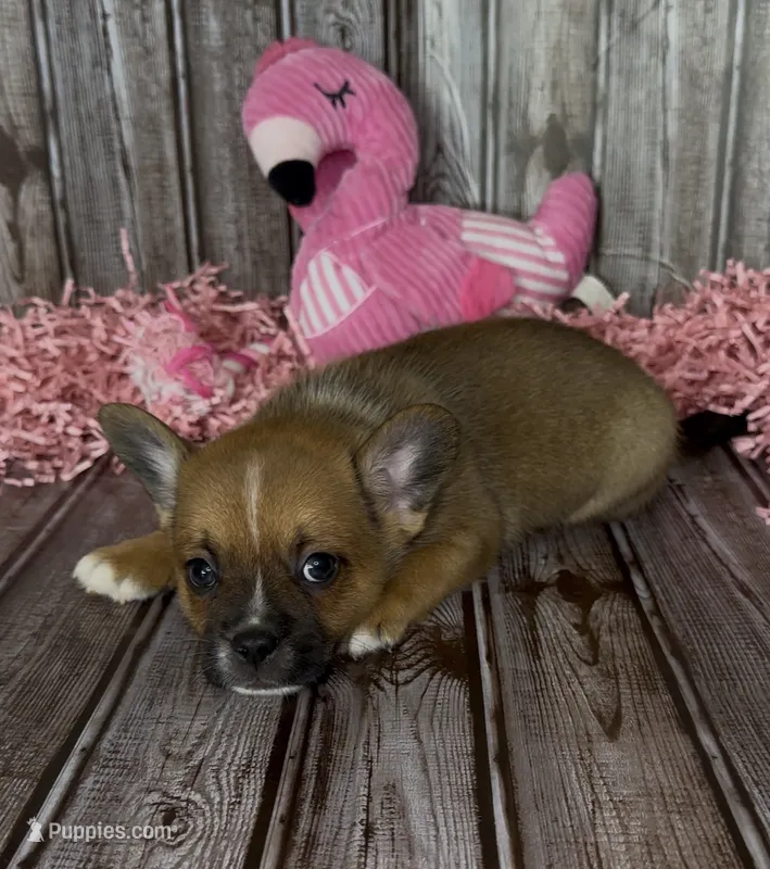 Ali – French Bulldog, Pomsky puppy for sale in Kokomo, IN