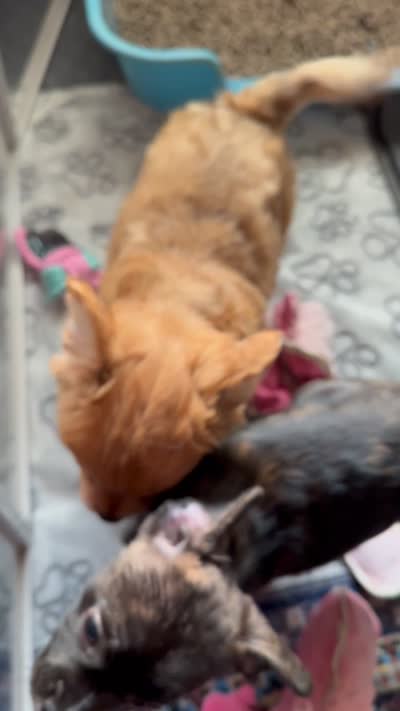 Luxe -Video updates-, a male French Bulldog and Pomsky for sale in Kokomo, IN – 10 of 10