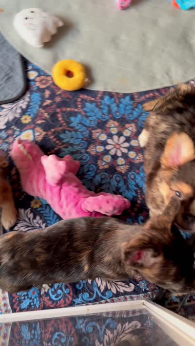 Biz -Video updates-, a male French Bulldog and Pomsky for sale in Kokomo, IN – 9 of 10