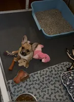 Last of his litter! New vid 8/29, a male French Bulldog and Pomsky for sale in Kokomo, IN – 4 of 10