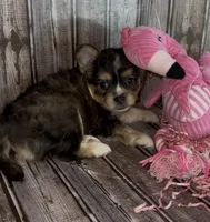 Biz, a male French Bulldog and Pomsky for sale in Kokomo, IN – 4 of 10