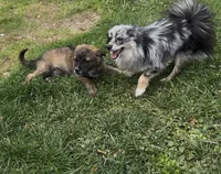 Fluffy Merle , a male French Bulldog and Pomsky for sale in Kokomo, IN – 7 of 10