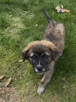 Fluffy Merle , a male French Bulldog and Pomsky for sale in Kokomo, IN – 5 of 10