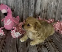 Gin /Golden Merle , a male French Bulldog and Pomsky for sale in Kokomo, IN – 4 of 10
