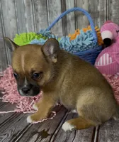 Ali, a male French Bulldog and Pomsky for sale in Kokomo, IN – 8 of 10