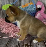 Ali, a male French Bulldog and Pomsky for sale in Kokomo, IN – 1 of 10