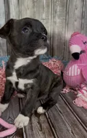 Luxe, a male French Bulldog and Pomsky for sale in Kokomo, IN – 7 of 9