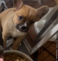 Ali -Video updates-, a male French Bulldog and Pomsky for sale in Kokomo, IN – 3 of 10