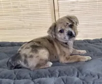 Reese Golden Plush Merle , a female French Bulldog and Pomsky for sale in Kokomo, IN – Photo 10 of 10