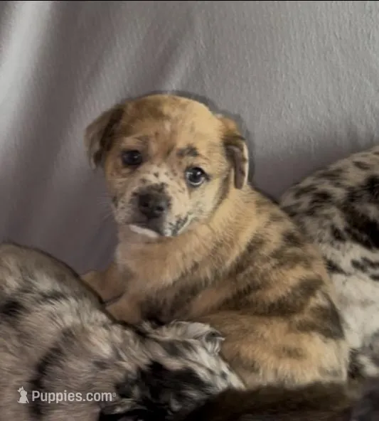 Reese Golden Plush Merle  – French Bulldog, Pomsky puppy for sale in Kokomo, IN