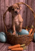 Reese Golden Plush Merle , a female French Bulldog and Pomsky for sale in Kokomo, IN – Photo 7 of 10