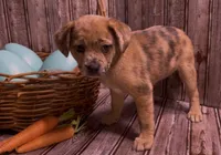 Reese Golden Plush Merle , a female French Bulldog and Pomsky for sale in Kokomo, IN – Photo 6 of 10