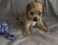Reese Golden Fluffy Merle , a female French Bulldog and Pomsky for sale in Kokomo, IN – Photo 4 of 10