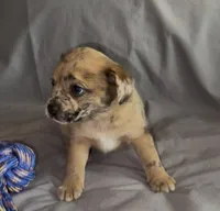 Reese Golden Fluffy Merle , a female French Bulldog and Pomsky for sale in Kokomo, IN – Photo 8 of 10