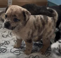 Reese Golden Fluffy Merle , a female French Bulldog and Pomsky for sale in Kokomo, IN – Photo 5 of 10