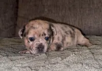 Reese, a female French Bulldog and Pomsky for sale in Kokomo, IN – Photo 4 of 8