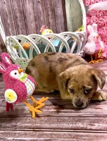 Reese Golden Plush Merle , a female French Bulldog and Pomsky for sale in Kokomo, IN – Photo 4 of 10