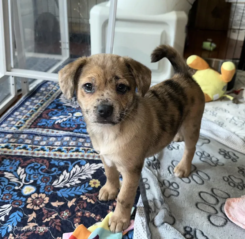 Reese Golden Plush Merle  – French Bulldog, Pomsky puppy for sale in Kokomo, IN