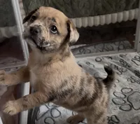 Reese Golden Fluffy Merle , a female French Bulldog and Pomsky for sale in Kokomo, IN – Photo 2 of 10