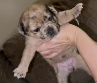Reese, a female French Bulldog and Pomsky for sale in Kokomo, IN – Photo 5 of 8