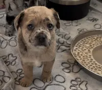 Reese Golden Fluffy Merle , a female French Bulldog and Pomsky for sale in Kokomo, IN – Photo 7 of 10