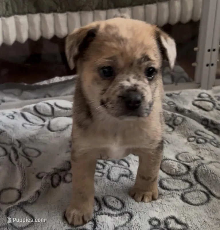 Reese Golden Fluffy Merle  – French Bulldog, Pomsky puppy for sale in Kokomo, IN
