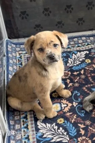 Reese Golden Plush Merle  – French Bulldog, Pomsky puppy for sale in Kokomo, IN